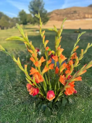 Add Gladiolas