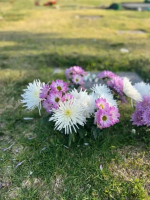 Add Chrysanthemums