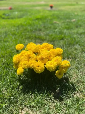 Add Pom-Poms